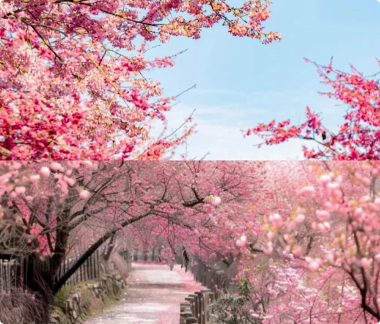 6個(gè)適合3月、4月賞花踏青旅游的旅行地推薦