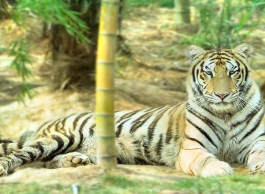 動物園票務(wù)系統(tǒng)案例：長沙縣三珍虎園